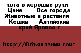 кота в хорошие руки › Цена ­ 0 - Все города Животные и растения » Кошки   . Алтайский край,Яровое г.